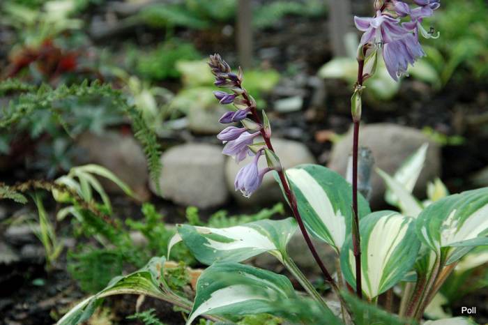 Raspberry Sundae Hosta Plant
