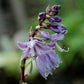 Raspberry Sundae Hosta Plant