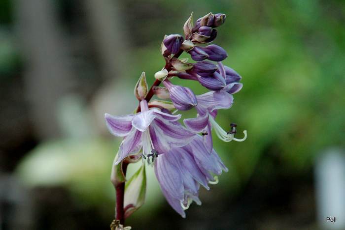 Raspberry Sundae Hosta Plant
