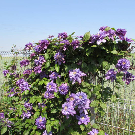 Vyvyan Pennel Clematis Vine