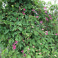 Texensis Princess Diana Clematis Vine