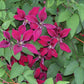 Texensis Gravetye Beauty Clematis Vine