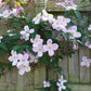Montana Rubens Clematis Vine