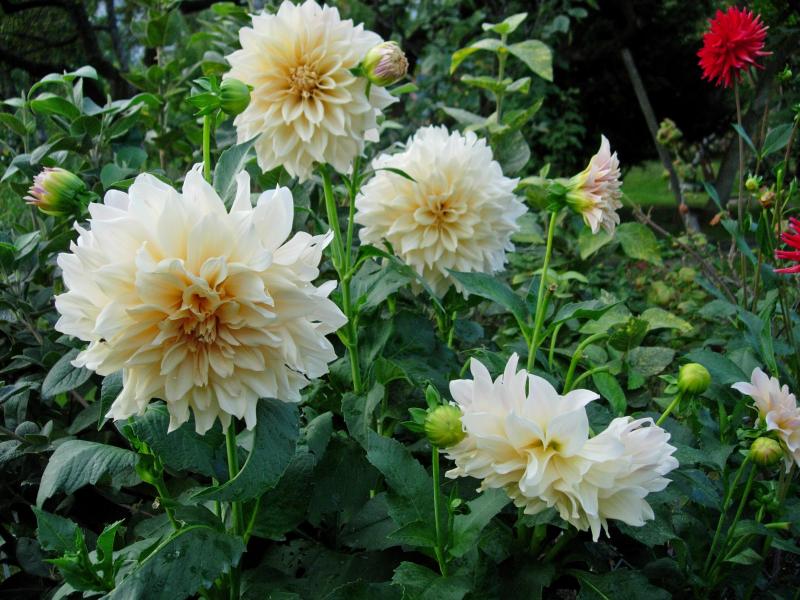 Café au Lait Dahlia