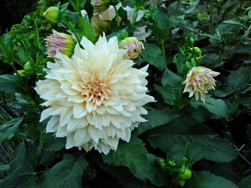 Café au Lait Dahlia