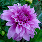 Vassio Meggos Dahlia