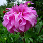 Vassio Meggos Dahlia