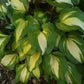 Raspberry Sundae Hosta Plant