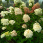 Hydrangea paniculata Phantom