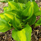 Raspberry Sundae Hosta Plant