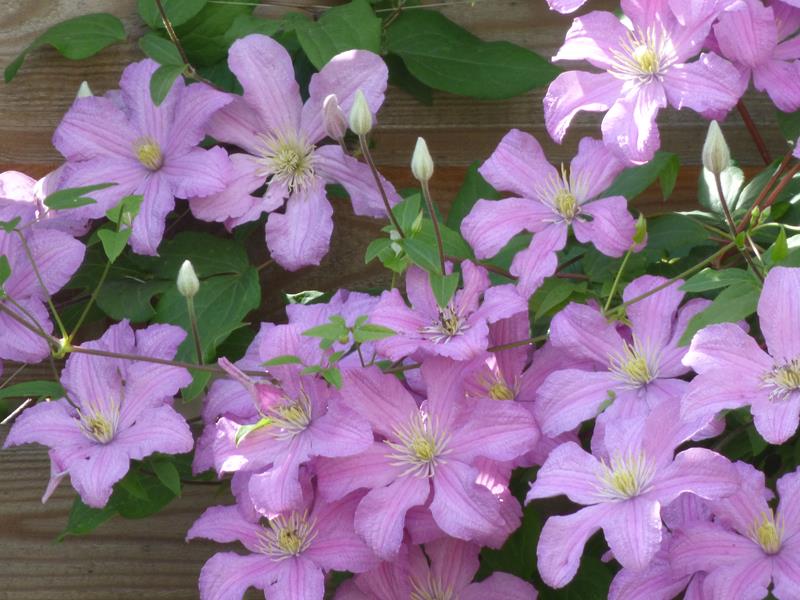 Comtesse de Bouchaud Clematis Vine