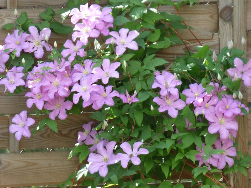 Comtesse de Bouchaud Clematis Vine