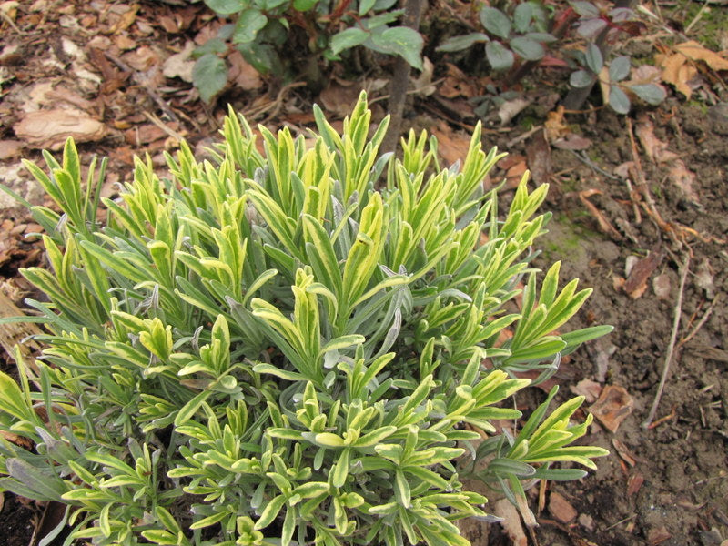 Lavandula angustifolia Platinum Blonde