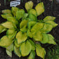Rainforest Sunrise Hosta Plant
