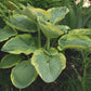 Pizzazz Hosta Plant