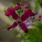 Madame Julia Correvon Clematis Vine