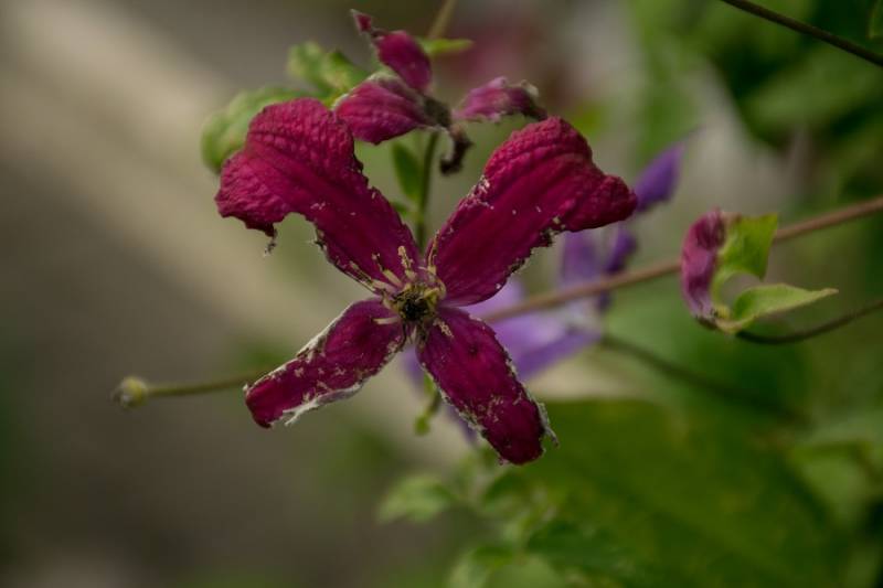 Madame Julia Correvon Clematis Vine