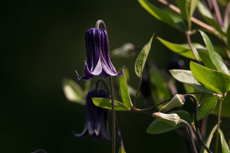 Integrifolia Rooguchi Clematis Vine