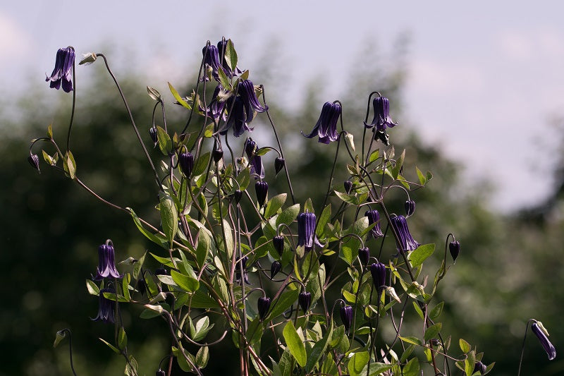Integrifolia Rooguchi Clematis Vine