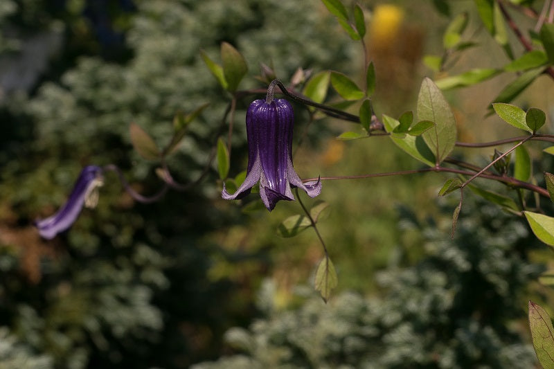 Integrifolia Rooguchi Clematis Vine
