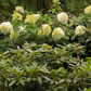 Hydrangea paniculata Phantom