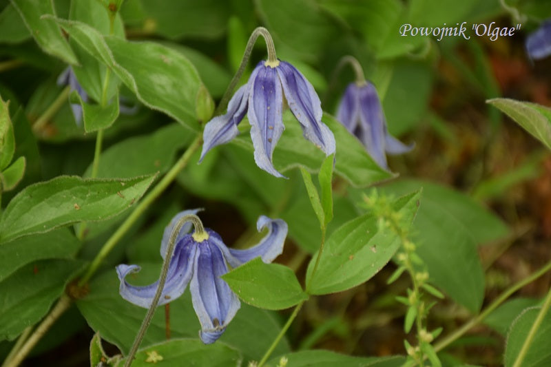 Integrifolia Olgea Clematis Vine