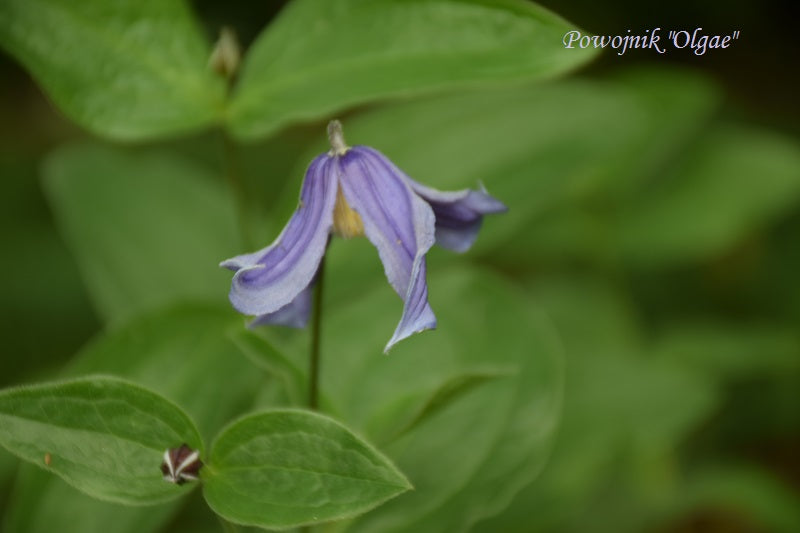 Integrifolia Olgea Clematis Vine