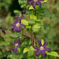 Romantica Clematis Vine