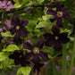 Romantica Clematis Vine