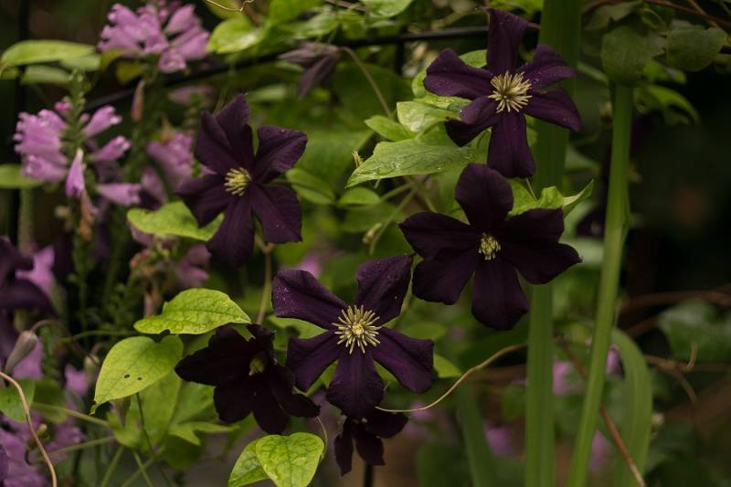 Romantica Clematis Vine