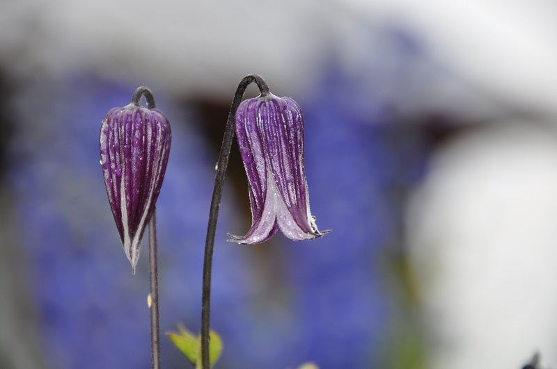 Integrifolia Rooguchi Clematis Vine