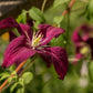Madame Julia Correvon Clematis Vine