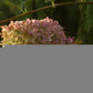 Hydrangea paniculata Phantom