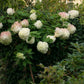Hydrangea paniculata Phantom
