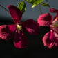 Madame Julia Correvon Clematis Vine