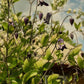 Integrifolia Rooguchi Clematis Vine