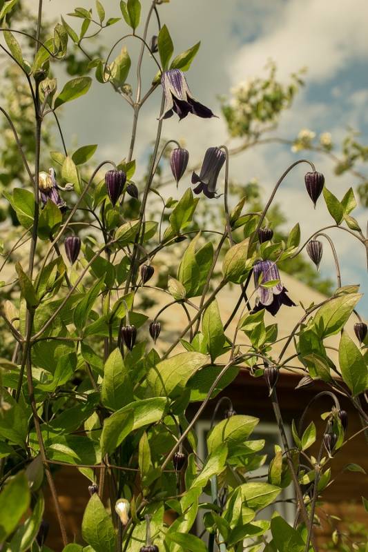Integrifolia Rooguchi Clematis Vine