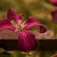 Madame Julia Correvon Clematis Vine
