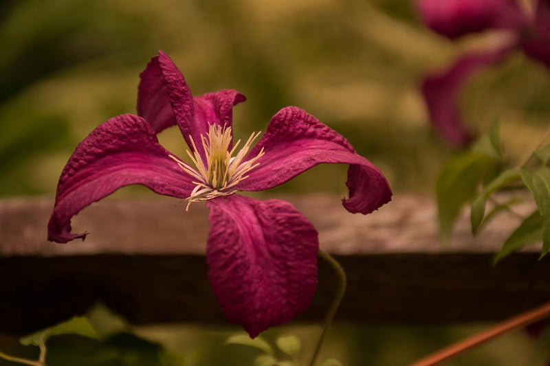 Madame Julia Correvon Clematis Vine