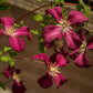 Madame Julia Correvon Clematis Vine