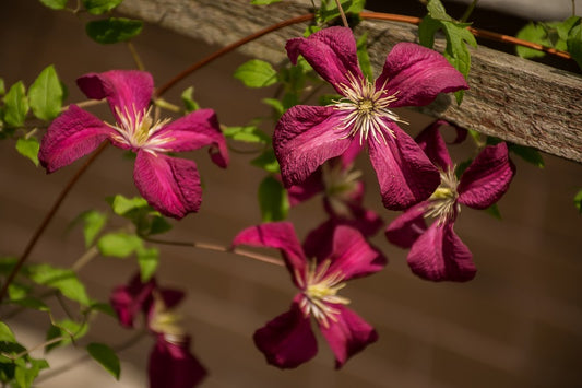Madame Julia Correvon Clematis Vine