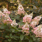 Hydrangea paniculata DVPinky Pinky Winky