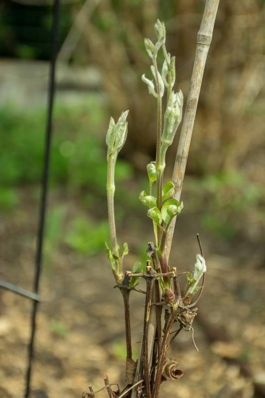 Romantica Clematis Vine