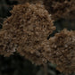 Hydrangea paniculata Phantom