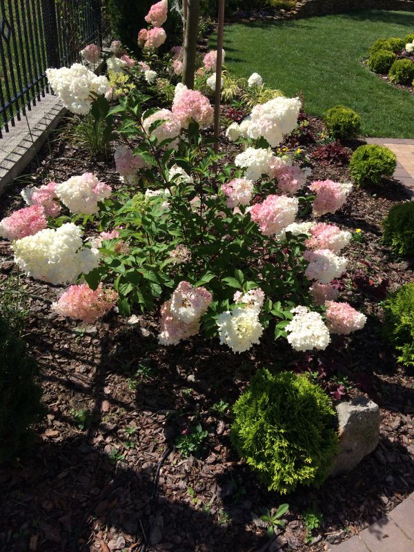 Hydrangea paniculata Renhy Vanille Fraise