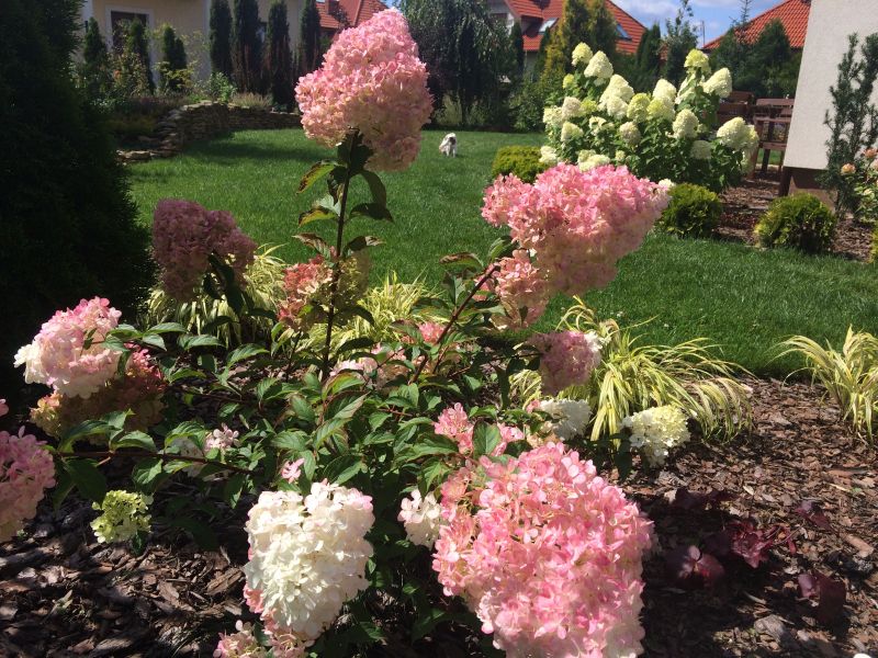 Hydrangea paniculata Renhy Vanille Fraise
