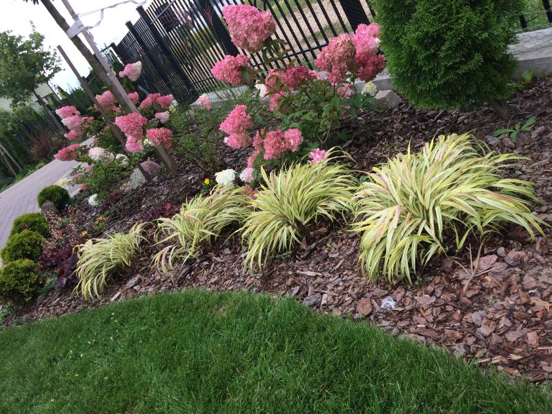 Hydrangea paniculata Renhy Vanille Fraise