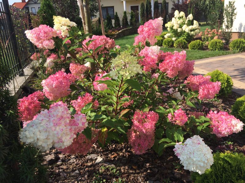 Hydrangea paniculata Renhy Vanille Fraise