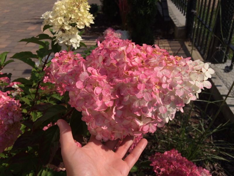 Hydrangea paniculata Renhy Vanille Fraise