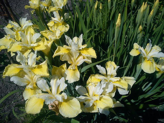 Iris Sibirica Butter and Sugar